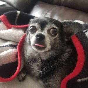 Meet your Posher, Crystal